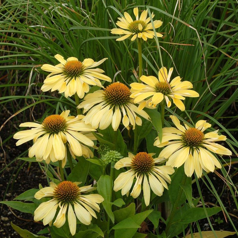 Echinacea purpurea Chiquita - Sonnenhut (Flowering)