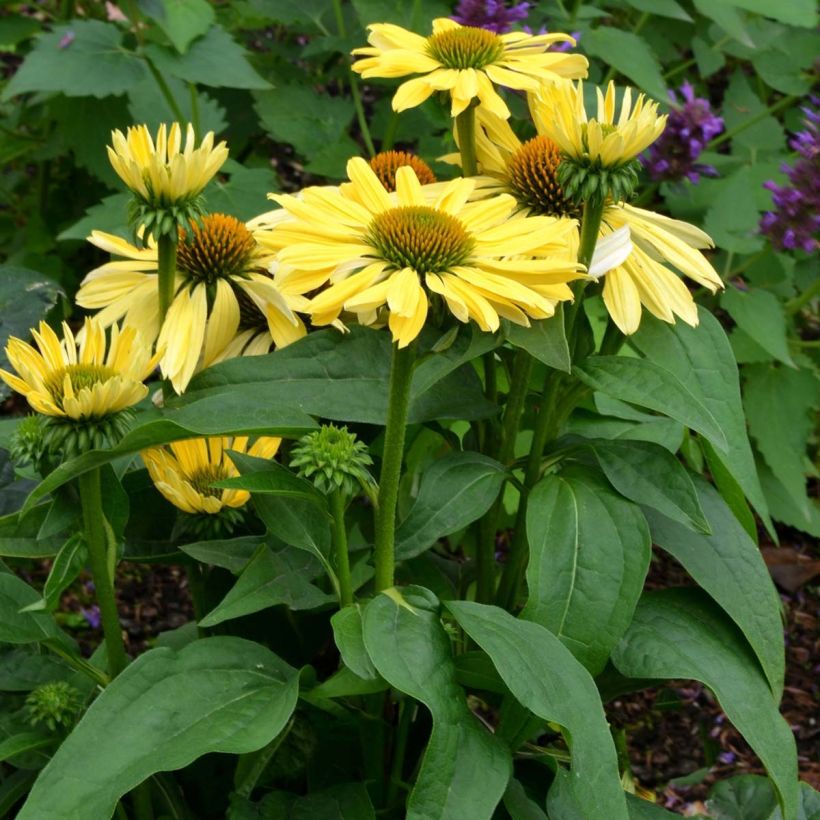 Echinacea purpurea Chiquita - Sonnenhut (Plant habit)