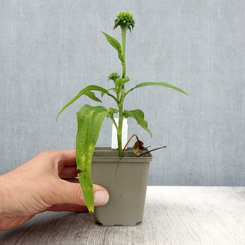 Example of Echinacea purpurea Chiquita - Sonnenhut Kleine Töpfe von 8/9 cm as you get in automne