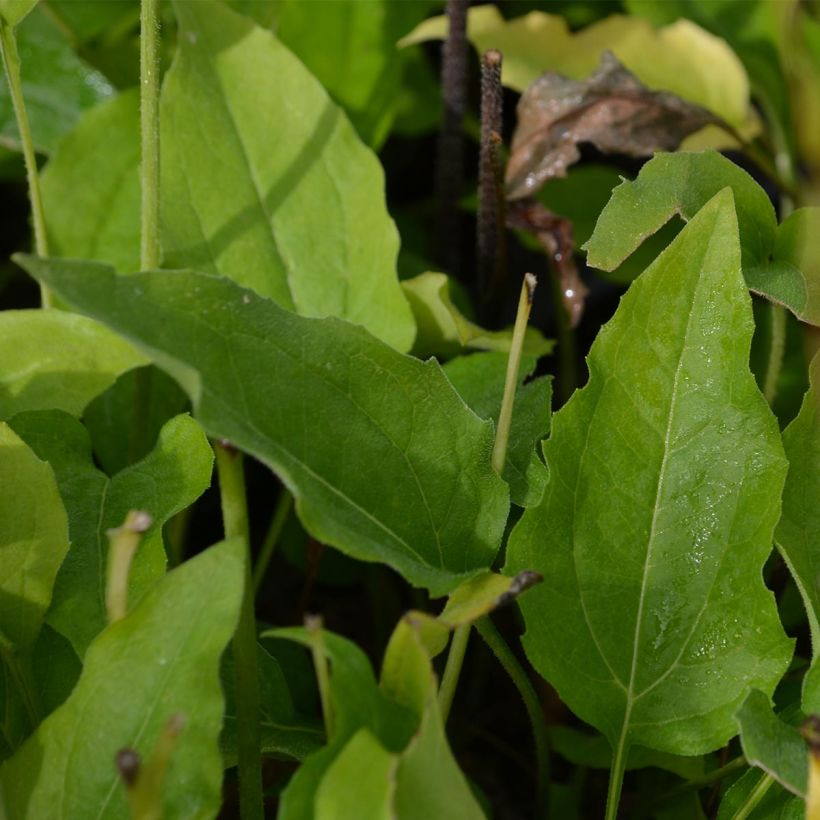 Echinacea purpurea Coconut Lime - Sonnenhut (Foliage)