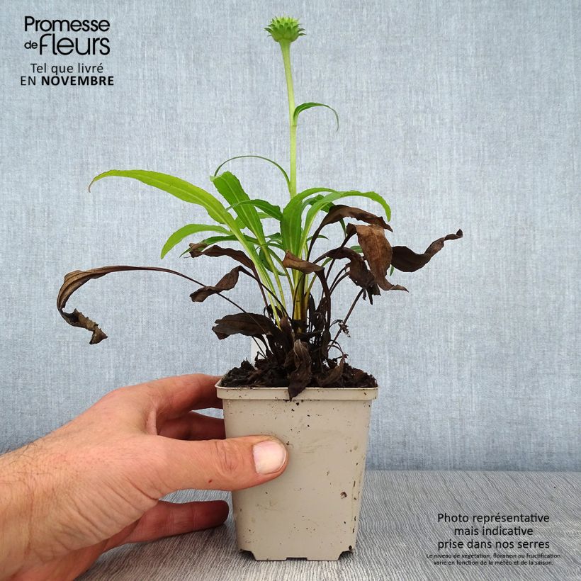 Example of Echinacea purpurea Colourburst Orange - Sonnenhut Kleine Töpfe von 8/9 cm as you get in automne