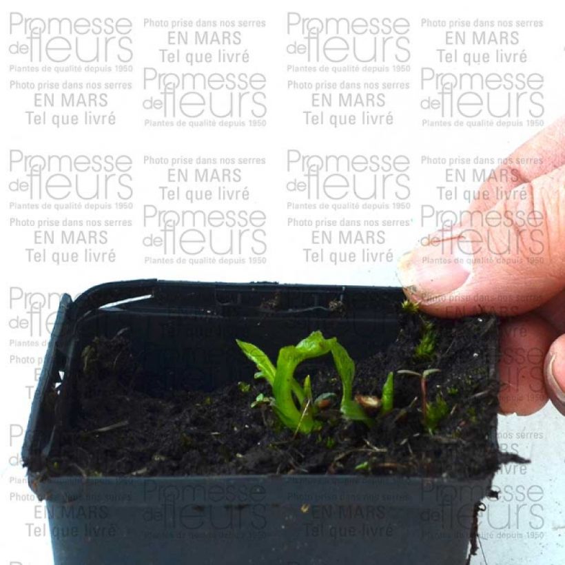 Example of Echinacea purpurea Coupe Soleil - Sonnenhut Kleine Töpfe von 8/9 cm as you get