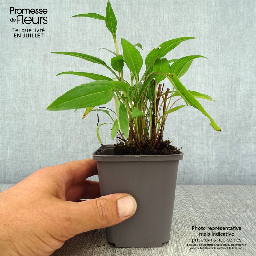 Example of Echinacea Dark Shadows Wicked - Scheinsonnenhut Kleine Töpfe von 8/9 cm as you get in ete