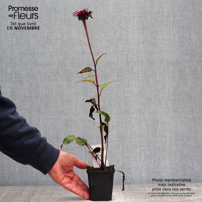 Example of Echinacea purpurea Fatal Attraction - Sonnenhut Kleine Töpfe von 8/9 cm as you get in automne