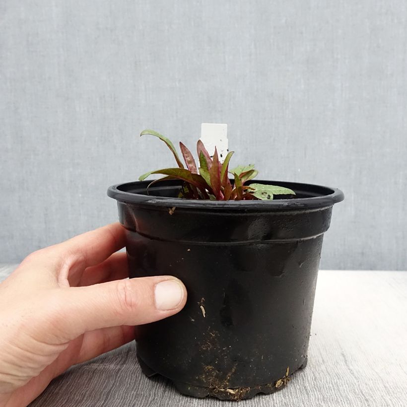 Exemplar von Echinacea purpurea Fatal Attraction - Sonnenhut Topf mit 2L/3L wie im Frühjahr geliefert