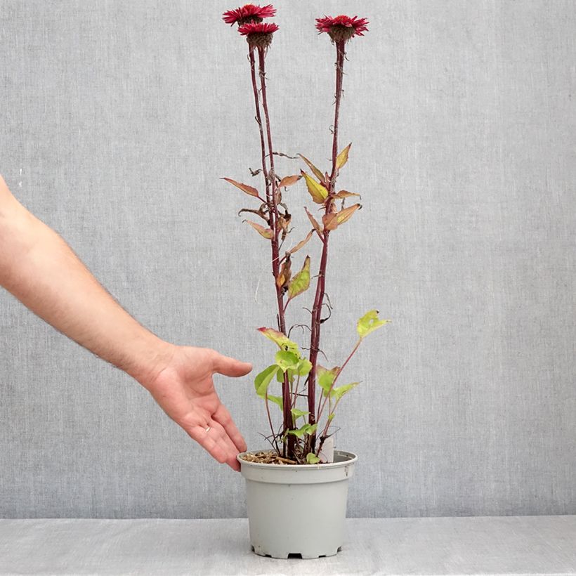 Example of Echinacea purpurea Fatal Attraction - Sonnenhut Topf mit 2L/3L as you get in ete