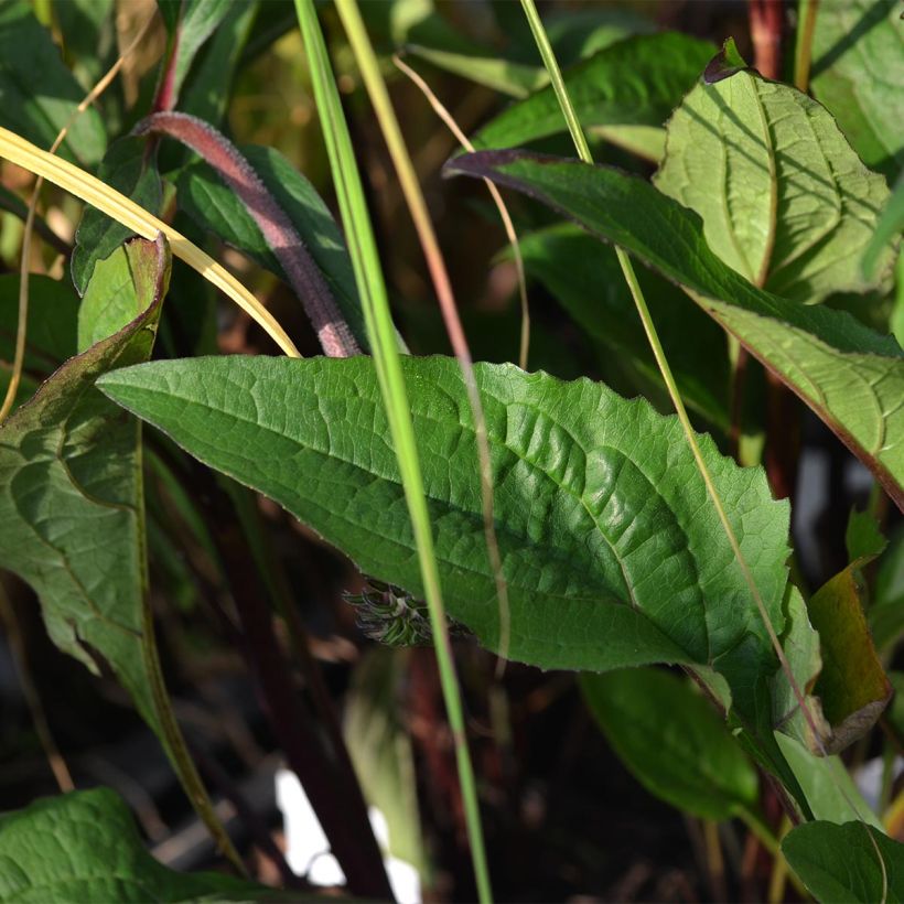 Echinacea purpurea Fatal Attraction - Sonnenhut (Foliage)