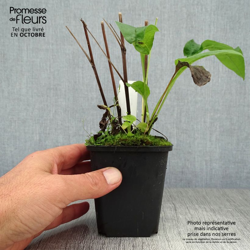 Example of Echinacea purpurea Fragrant Angel - Sonnenhut Kleine Töpfe von 8/9 cm as you get in automne