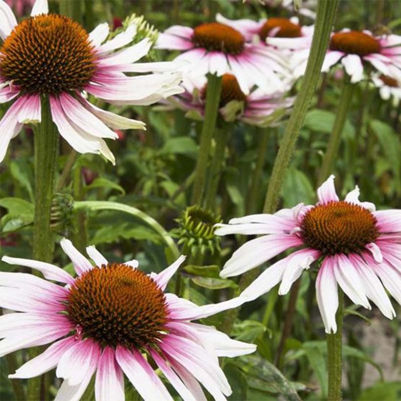 Echinacea purpurea Funky White - Sonnenhut (Flowering)
