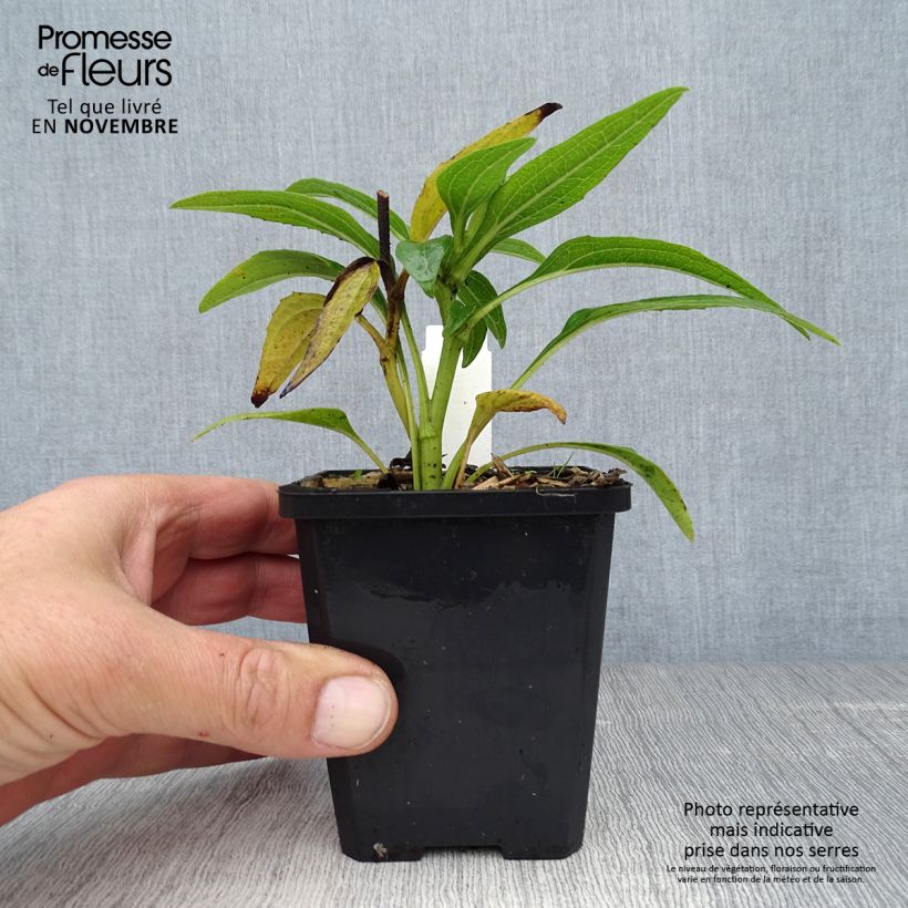 Example of Echinacea purpurea Green Envy - Sonnenhut Kleine Töpfe von 8/9 cm as you get in automne