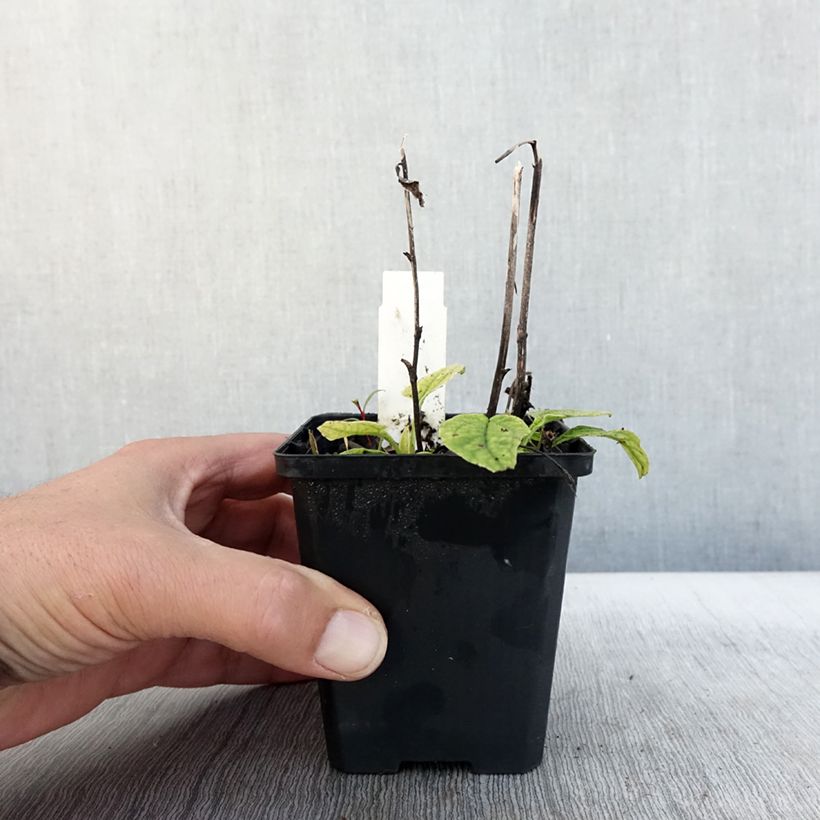 Example of Echinacea purpurea Green Jewel - Sonnenhut Kleine Töpfe von 8/9 cm as you get in automne