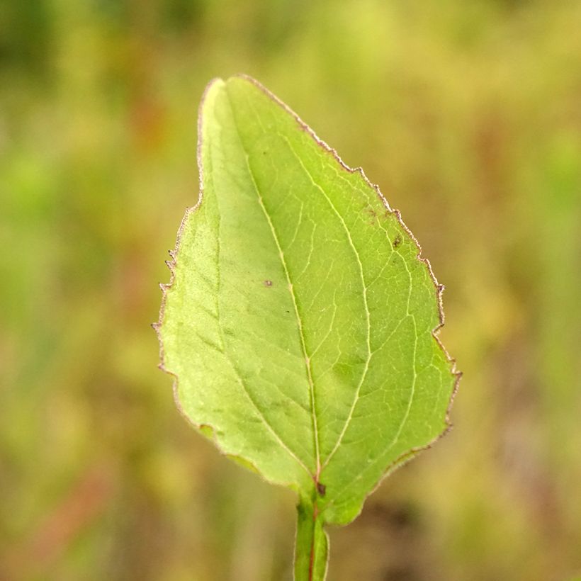 Echinacea purpurea Green Twister - Sonnenhut (Foliage)