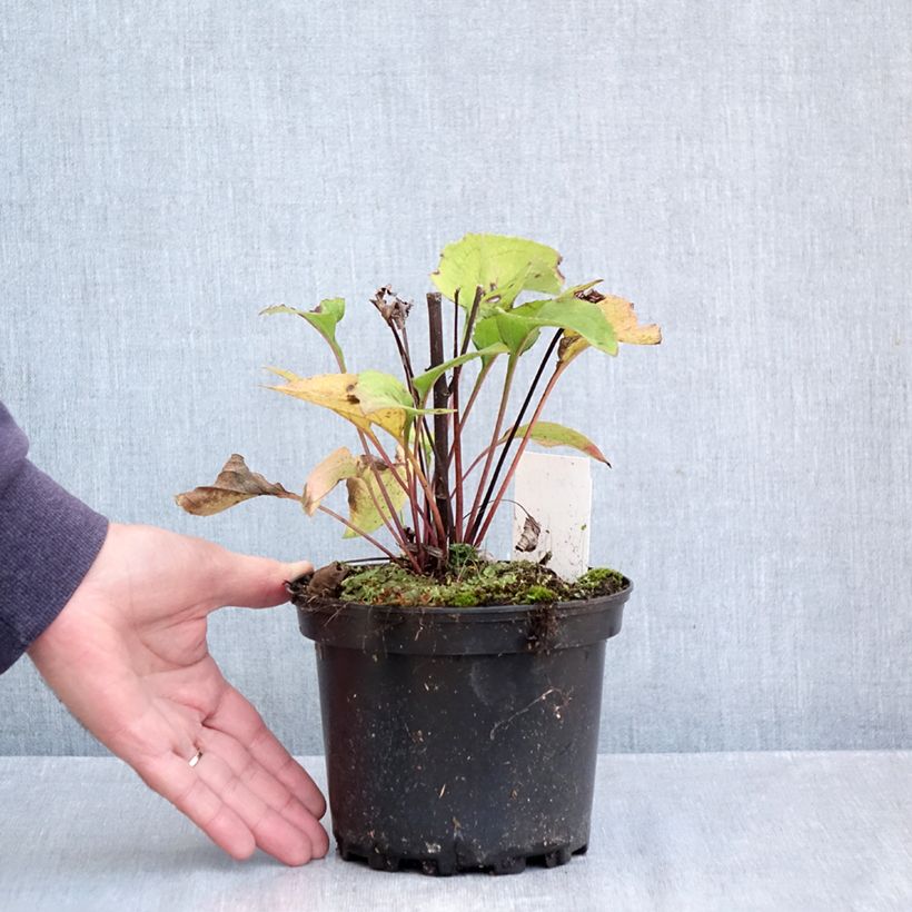 Exemplar von Echinacea purpurea Green Twister - Sonnenhut Topf mit 1,5L/2L wie im Herbst geliefert