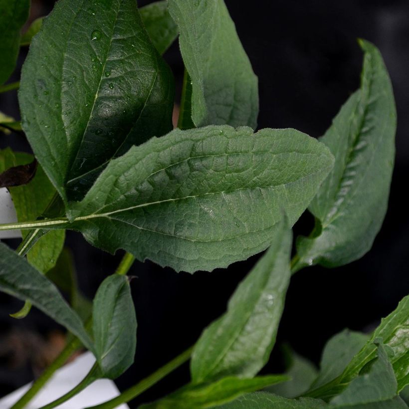 Echinacea purpurea Harvest Moon - Sonnenhut (Foliage)