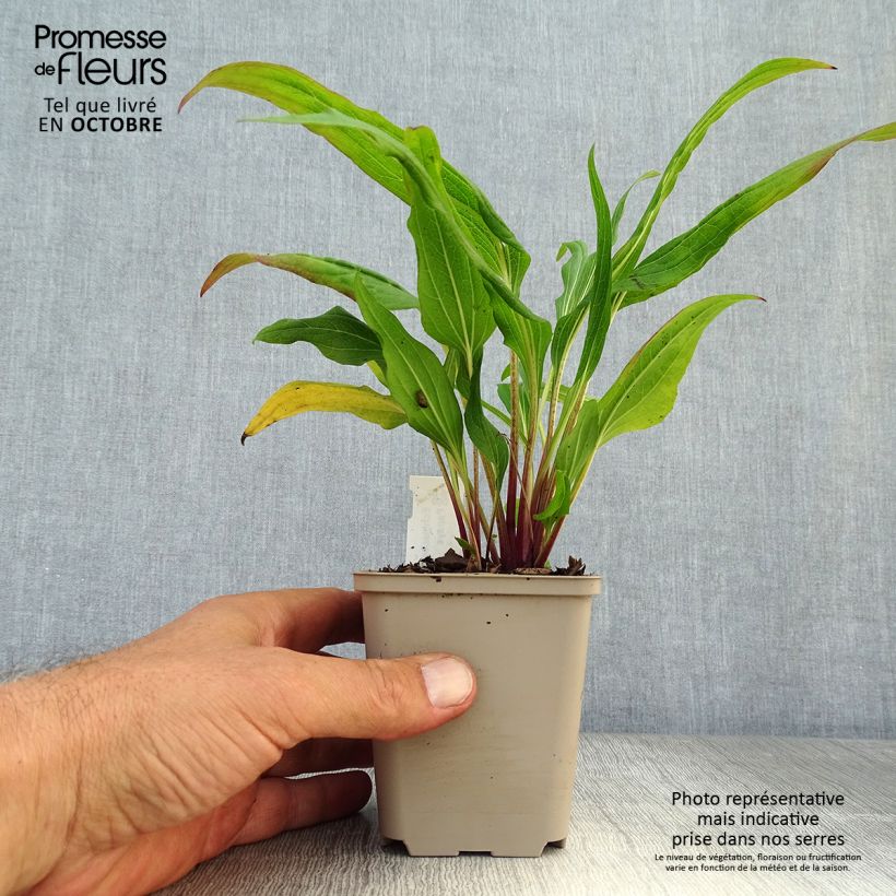 Example of Echinacea purpurea Hot Papaya - Sonnenhut Kleine Töpfe von 8/9 cm as you get in automne