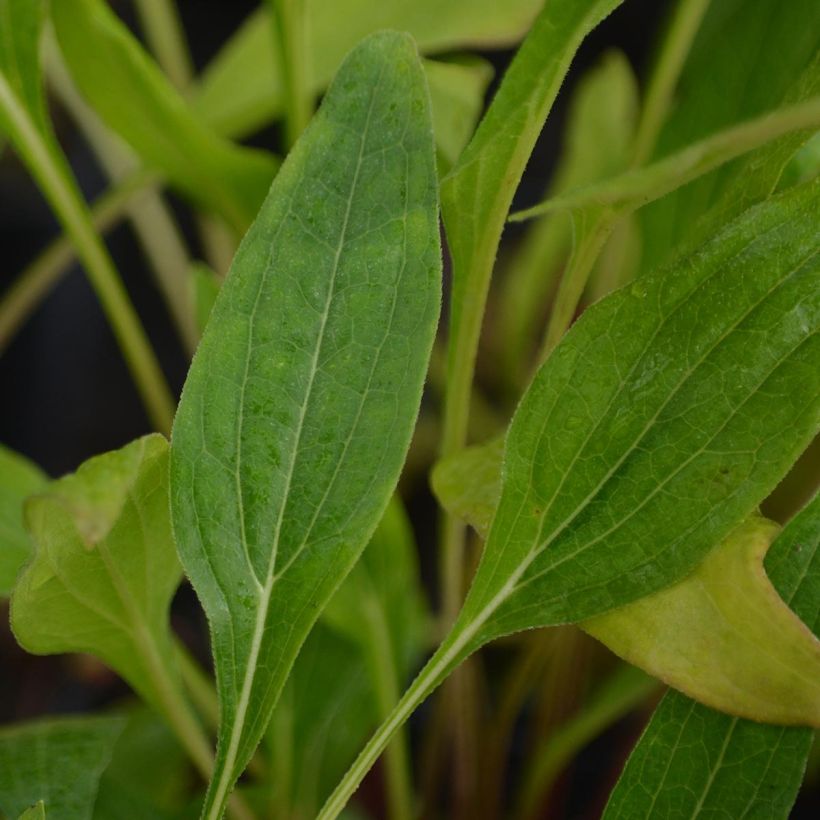 Echinacea purpurea Hot Papaya - Sonnenhut (Foliage)
