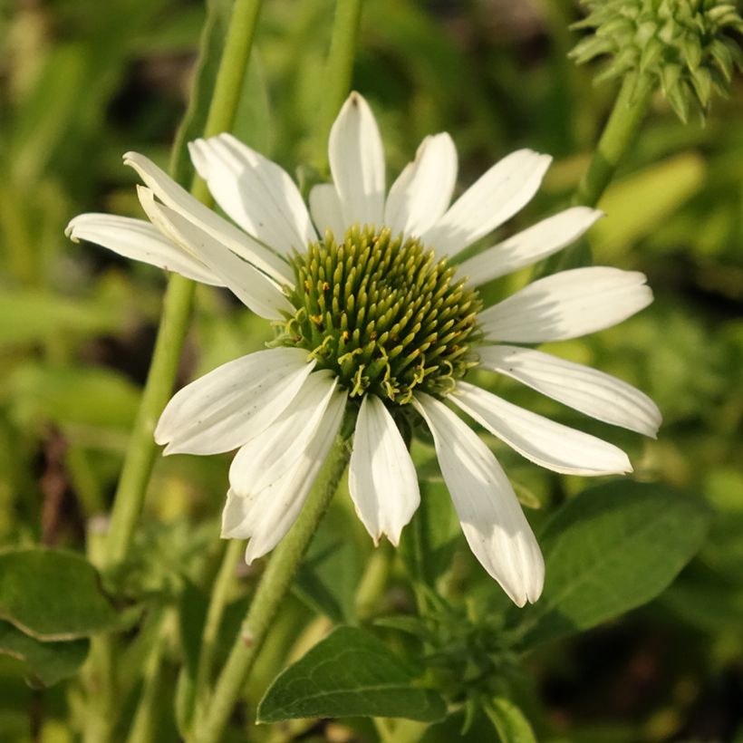 Echinacea Kismet White - Scheinsonnenhut (Flowering)