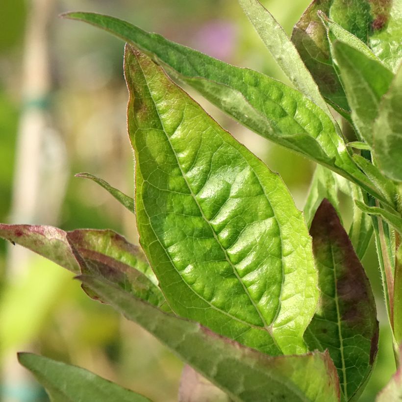 Echinacea purpurea Lakota Red - Sonnenhut (Foliage)