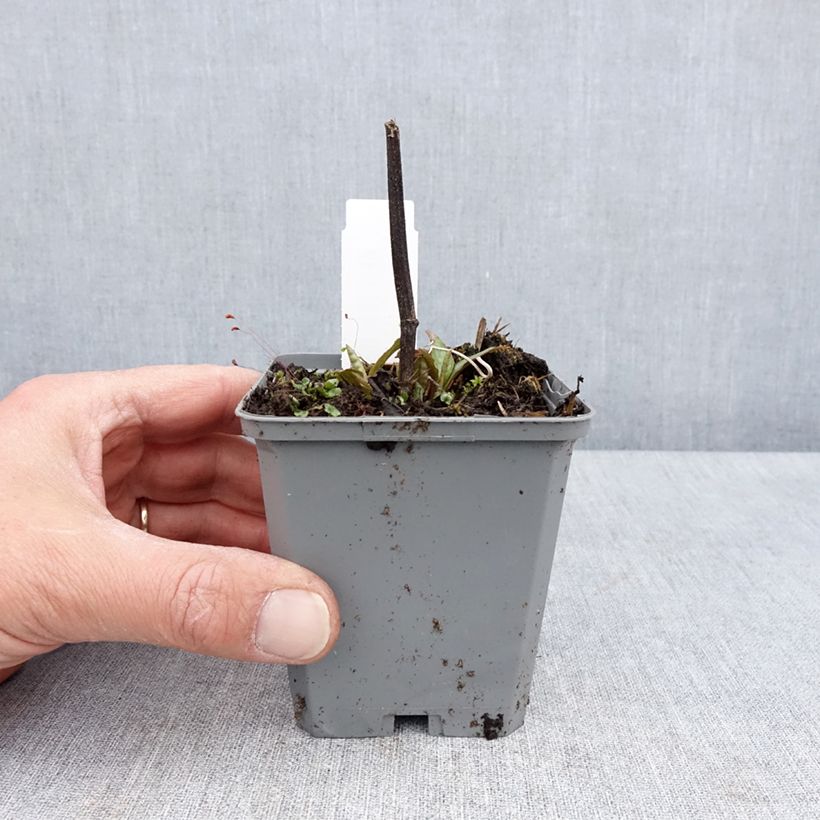 Exemplar von Echinacea purpurea Lakota Red - Sonnenhut Kleine Töpfe von 8/9 cm wie im Frühjahr geliefert