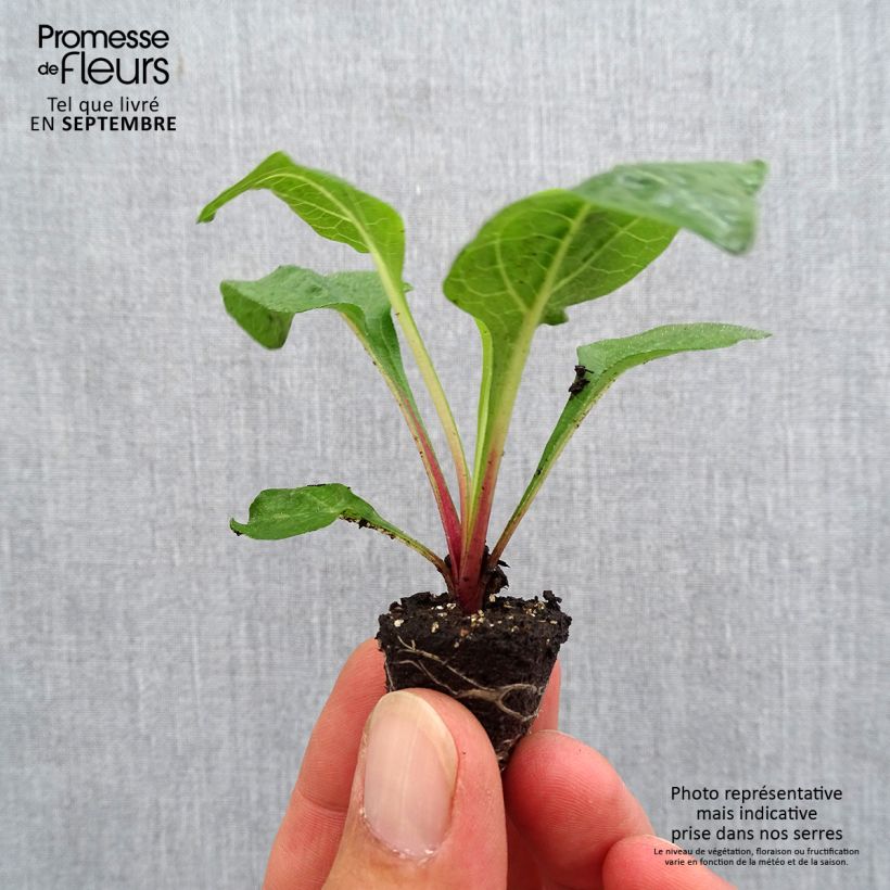 Example of Echinacea purpurea Lakota Red - Sonnenhut Mini-Plug Ø 3/4 cm as you get in automne