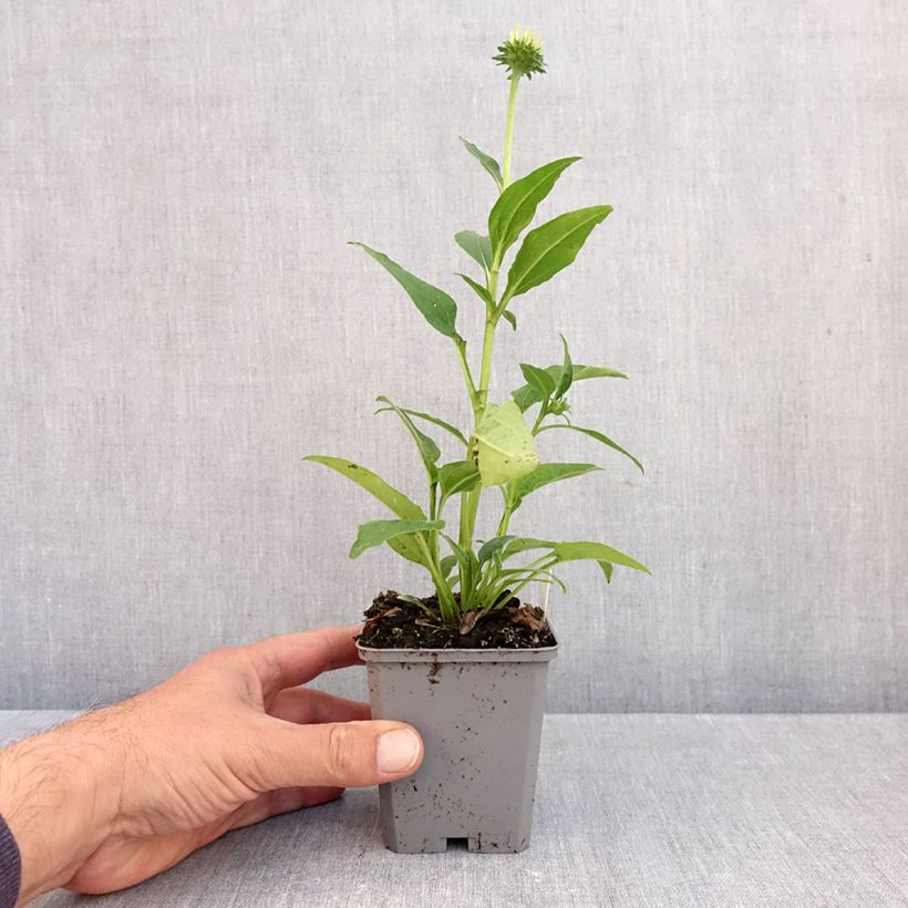 Exemplar von Echinacea purpurea Lakota Yellow - Sonnenhut Kleine Töpfe von 8/9 cm wie im Herbst geliefert