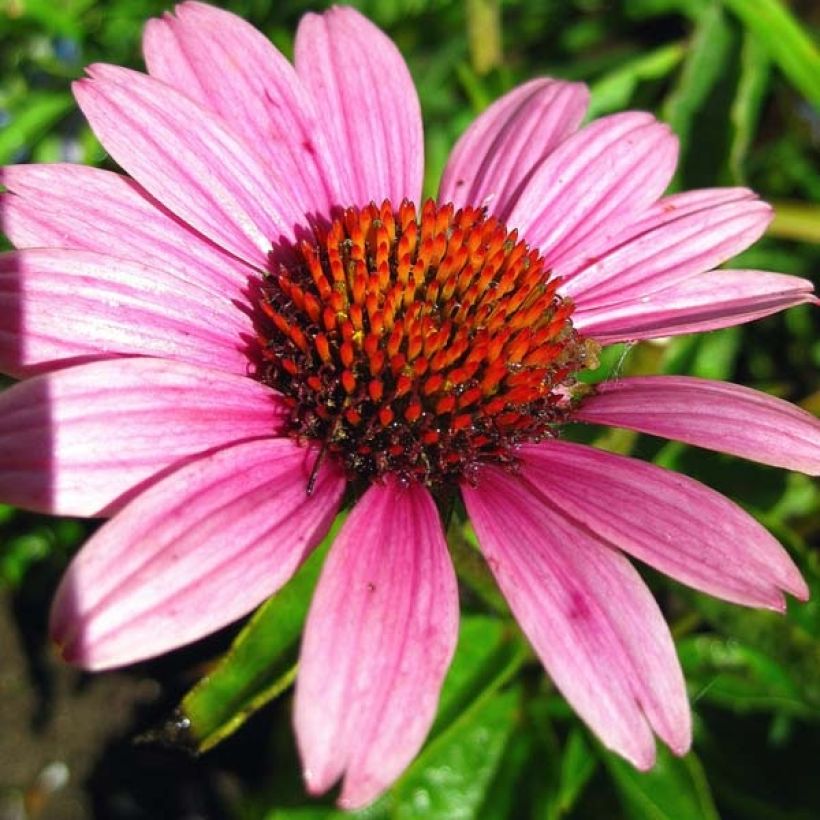 Echinacea purpurea Little Magnus - Sonnenhut (Flowering)
