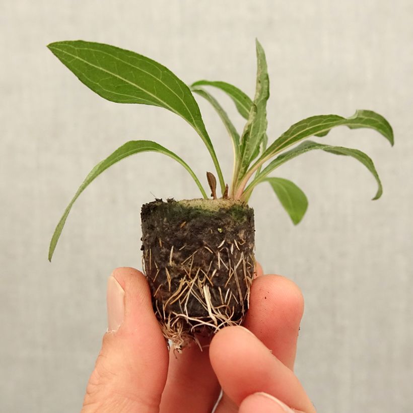 Example of Echinacea purpurea Minibelle - Sonnenhut Mini-Plug Ø 3/4 cm as you get in printemps