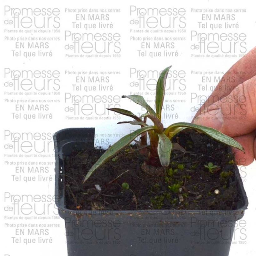 Example of Echinacea purpurea Summer Salsa - Sonnenhut Kleine Töpfe von 8/9 cm as you get