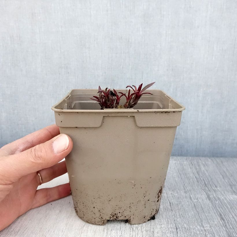 Exemplar von Echinacea pallida - Bleicher Sonnenhut Topf mit 2L/3L wie im Frühjahr geliefert