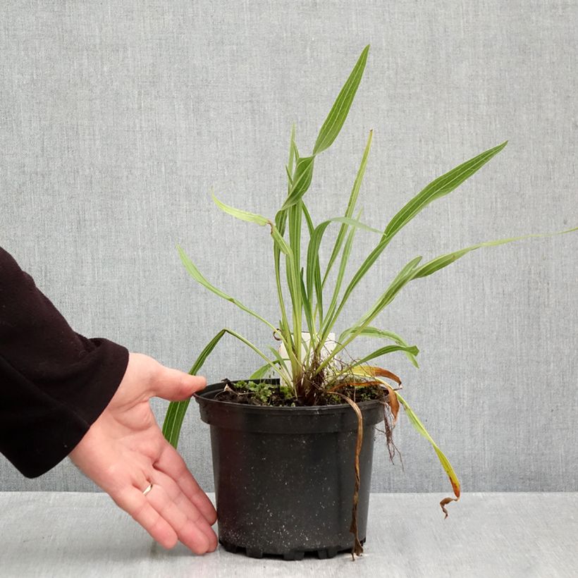 Exemplar von Echinacea paradoxa - Gelber Sonnenhut Topf mit 2L/3L wie im Herbst geliefert
