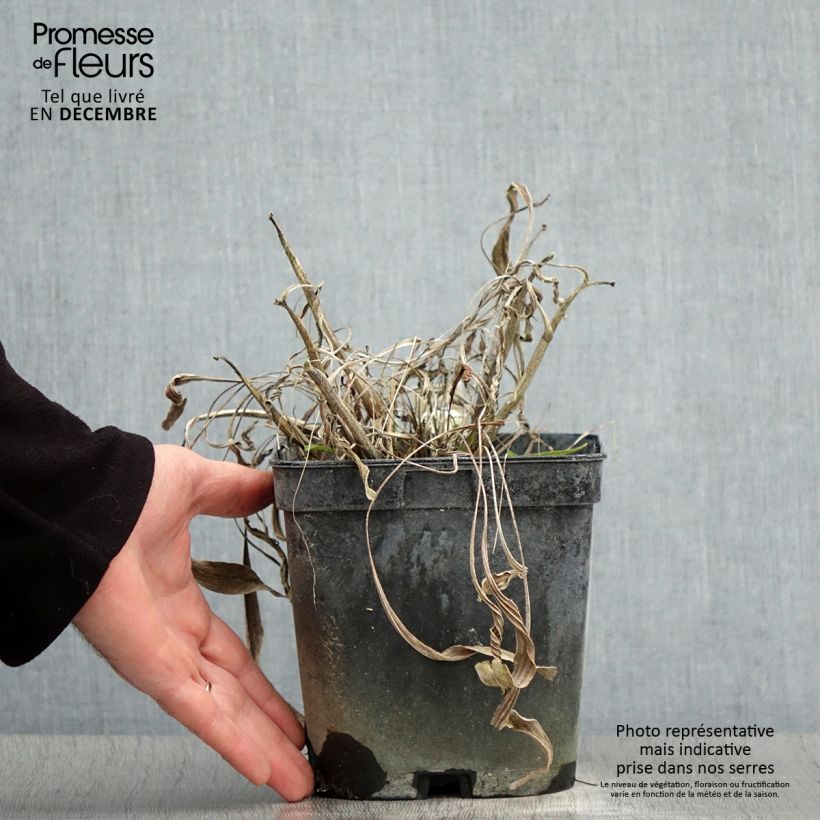 Exemplar von Echinacea paradoxa - Gelber Sonnenhut Topf mit 2L/3L wie im Winter geliefert