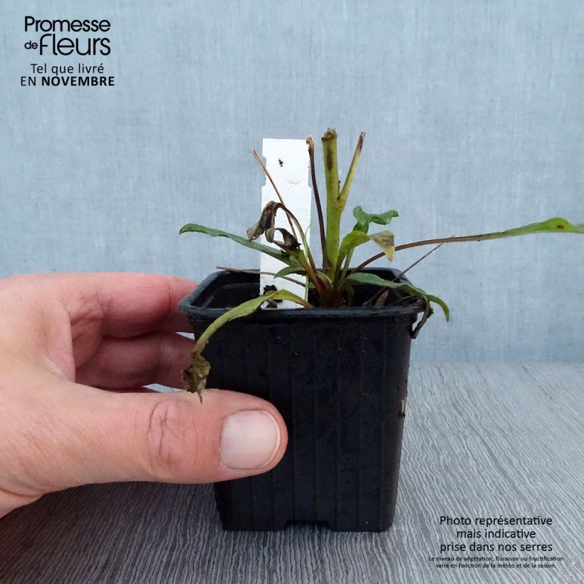 Example of Echinacea purpurea Prima Ruby - Sonnenhut Kleine Töpfe von 8/9 cm as you get in automne