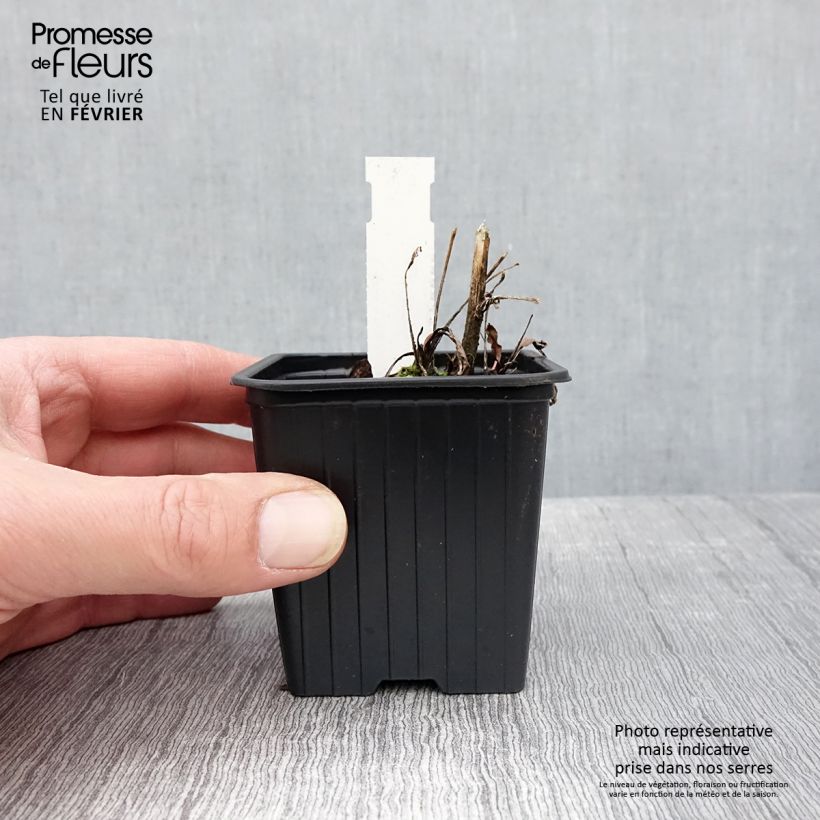 Exemplar von Echinacea purpurea Prima Ruby - Sonnenhut Kleine Töpfe von 8/9 cm wie im Winter geliefert