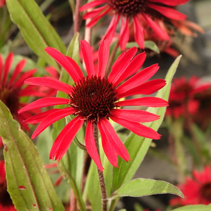 Echinacea purpurea Prima Ruby - Sonnenhut (Flowering)