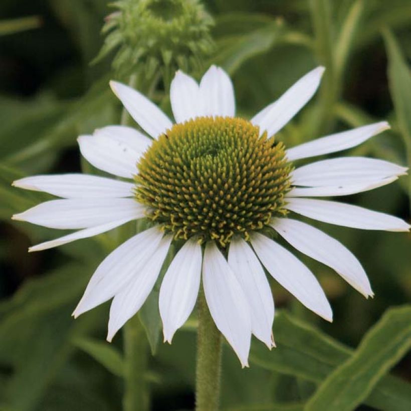 Echinacea purpurea Purity - Sonnenhut (Flowering)
