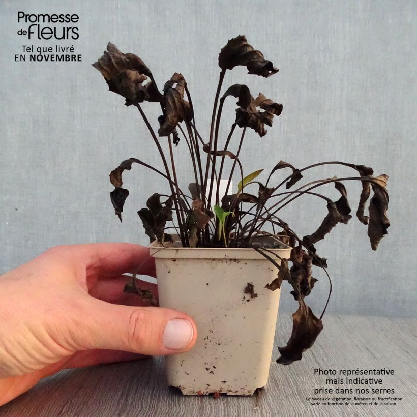 Example of Echinacea purpurea Purity - Sonnenhut Kleine Töpfe von 8/9 cm as you get in automne