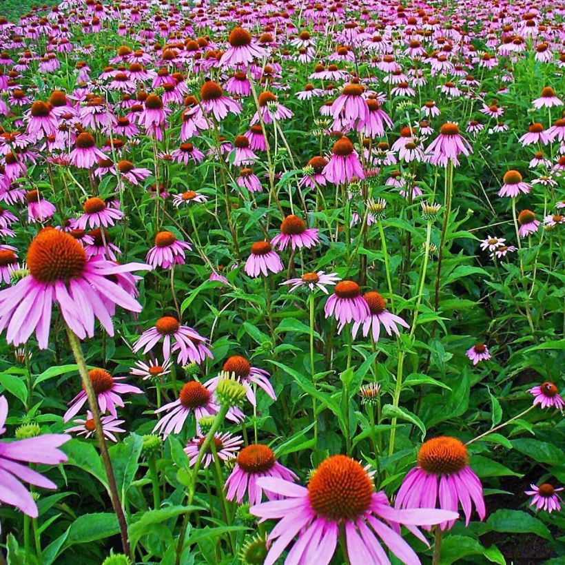 Echinacea purpurea - Purpursonnenhut (Flowering)