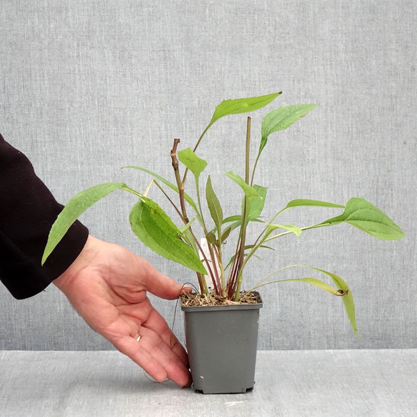 Exemplar von Echinacea purpurea Augustkönigin - Sonnenhut Kleine Töpfe von 8/9 cm wie im Herbst geliefert
