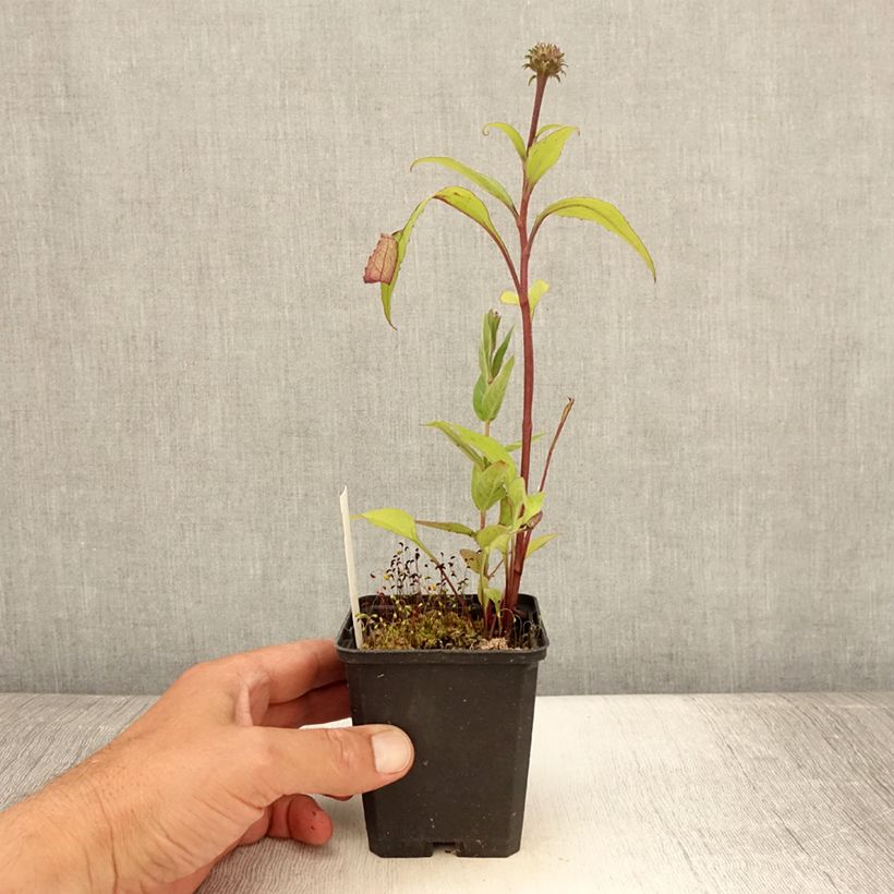 Example of Echinacea purpurea Augustkönigin - Sonnenhut Kleine Töpfe von 8/9 cm as you get in ete
