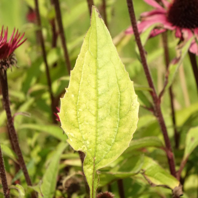 Echinacea purpurea Augustkönigin - Sonnenhut (Foliage)