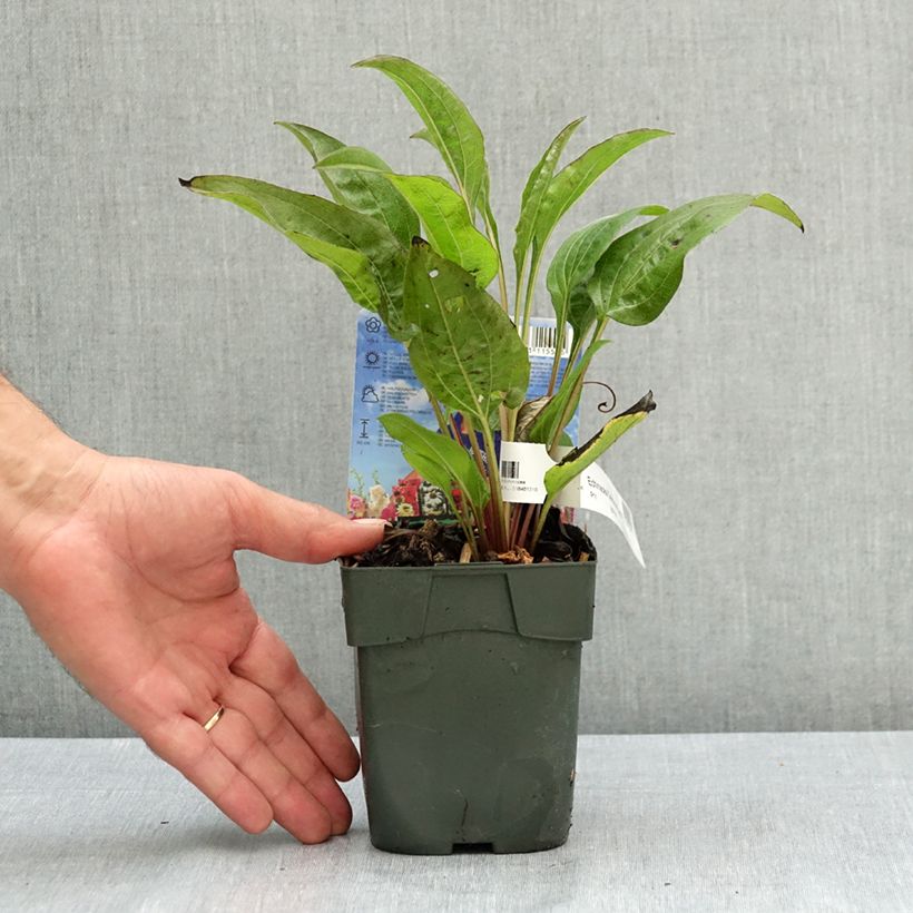 Exemplar von Echinacea purpurea Delicious Candy - Sonnenhut Topf mit 1,5L/2L wie im Sommer geliefert