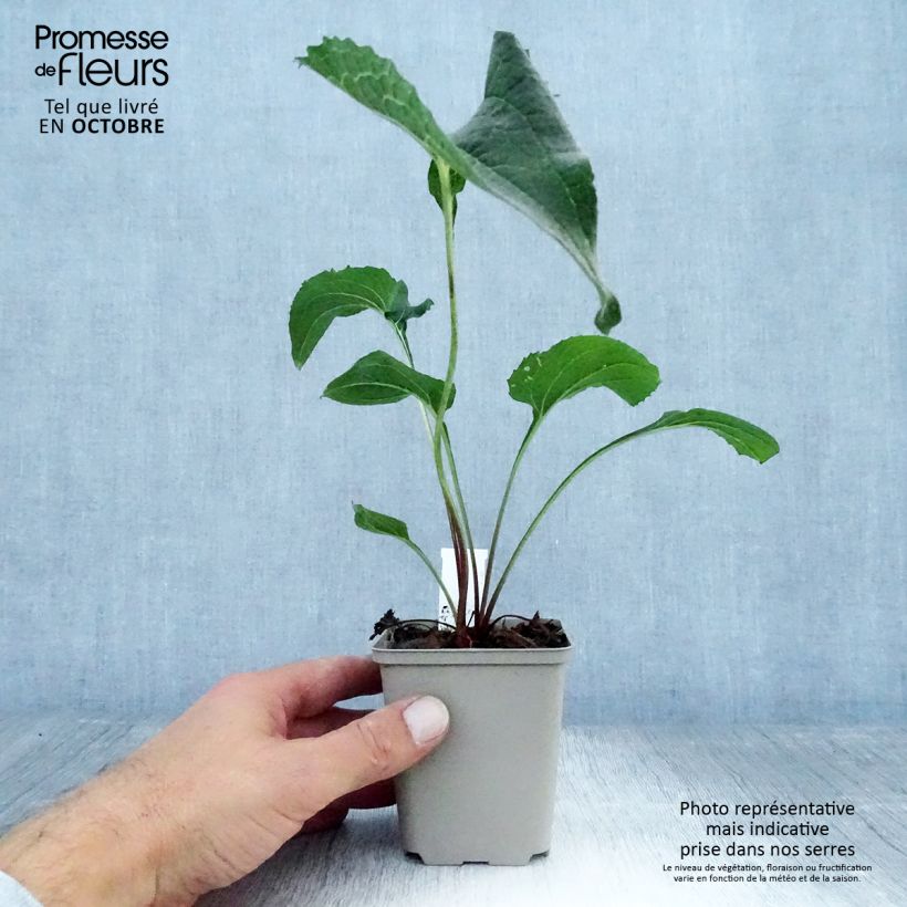 Example of Echinacea purpurea Double Decker - Sonnenhut Kleine Töpfe von 8/9 cm as you get in automne
