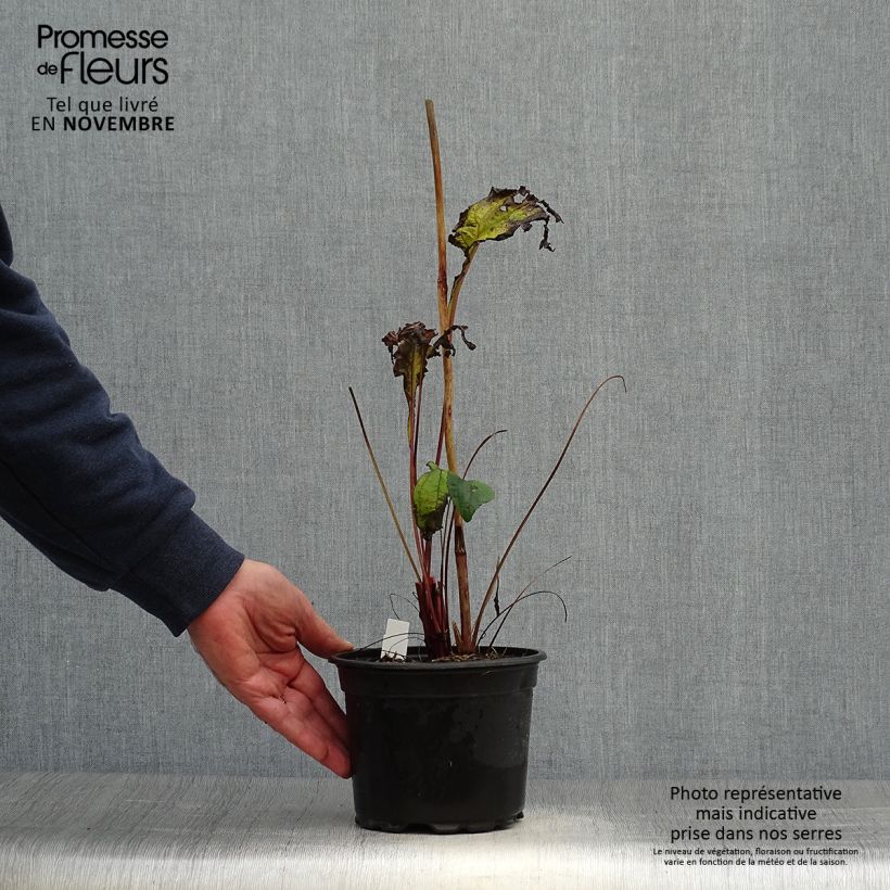 Example of Echinacea purpurea - Purpursonnenhut Topf mit 2L/3L as you get in automne