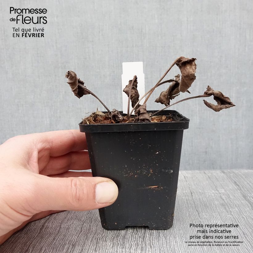 Exemplar von Echinacea purpurea Espinoso Green - Sonnenhut Kleine Töpfe von 8/9 cm wie im Winter geliefert