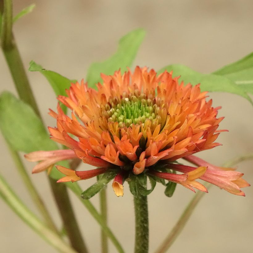 Echinacea purpurea Irresistible - Sonnenhut (Flowering)
