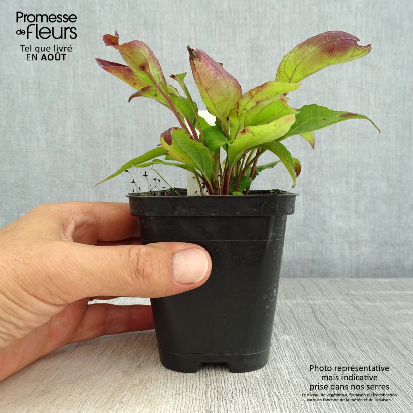 Exemplar von Echinacea purpurea Leuchtstern - Sonnenhut Kleine Töpfe von 8/9 cm wie im Sommer geliefert