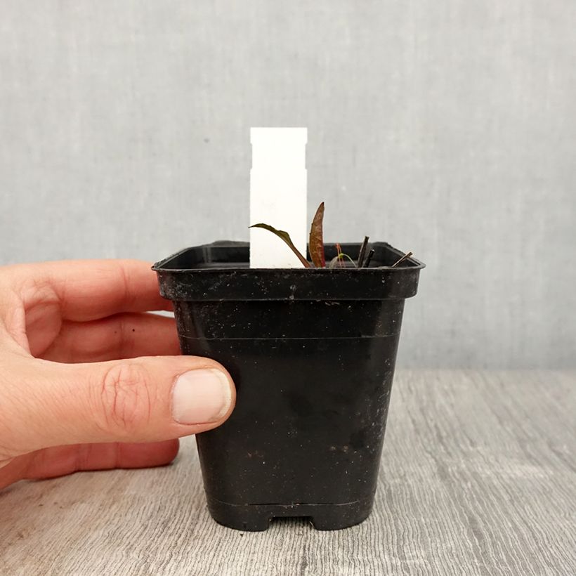 Exemplar von Echinacea purpurea Leuchtstern - Sonnenhut Kleine Töpfe von 8/9 cm wie im Frühjahr geliefert