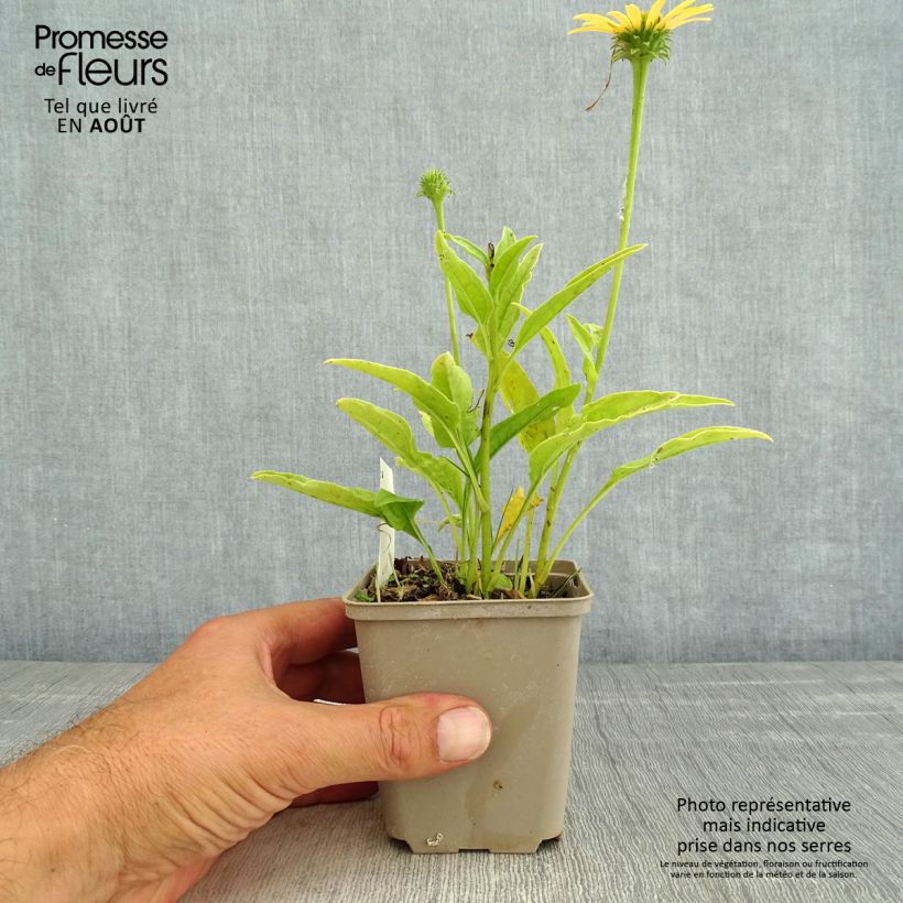 Example of Echinacea purpurea Mac 'n' Cheese - Sonnenhut Kleine Töpfe von 8/9 cm as you get in ete
