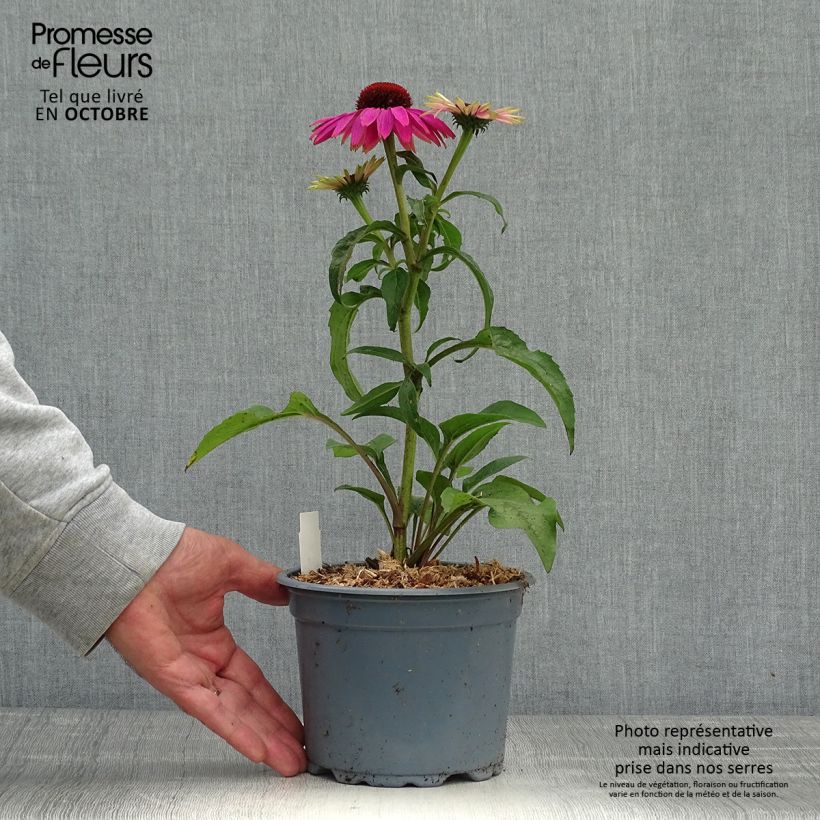 Example of Echinacea purpurea Magnus - Sonnenhut Topf mit 2L/3L as you get in automne