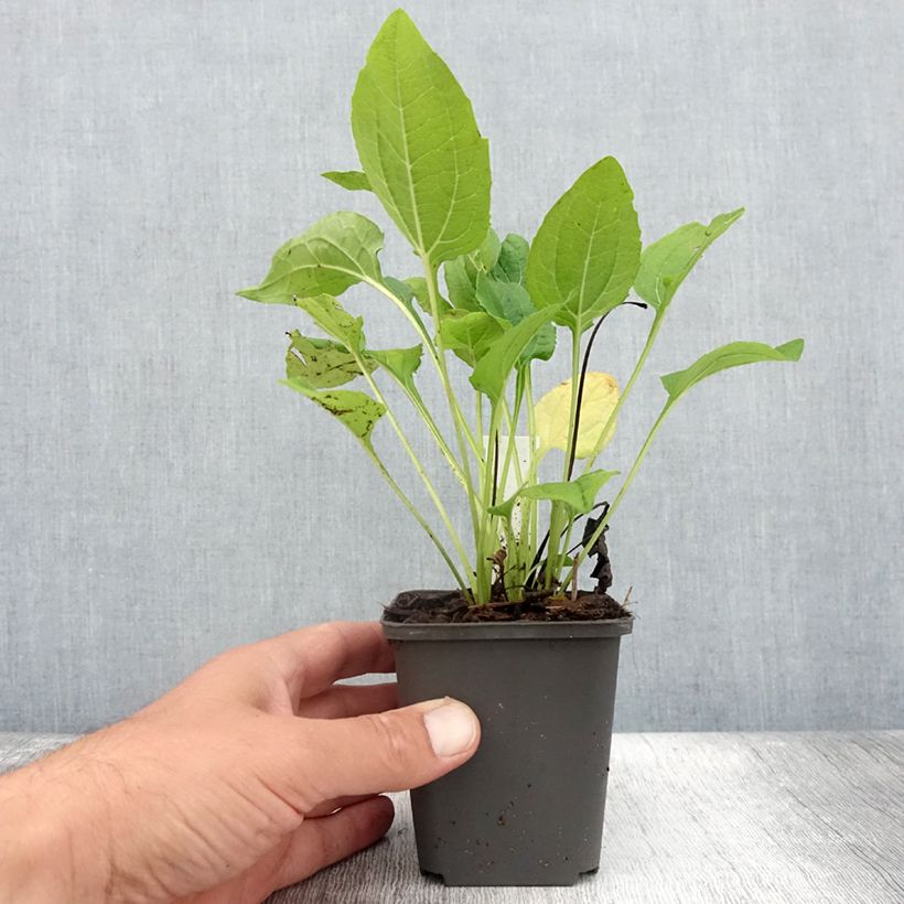 Example of Echinacea purpurea Milkshake - Sonnenhut Kleine Töpfe von 8/9 cm as you get in ete